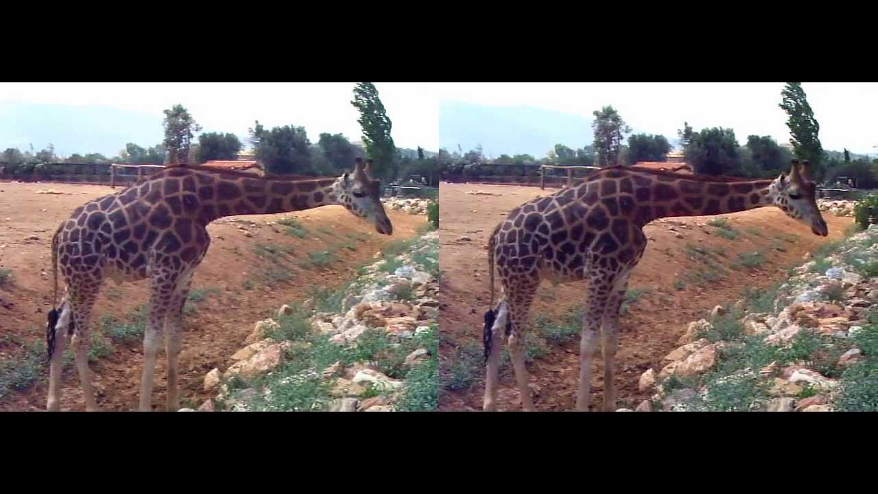 3D Video -Giraffe in 3D - ( YT3D )