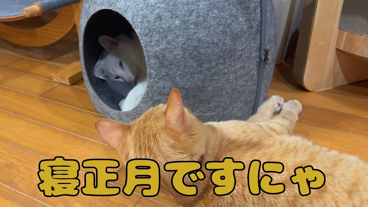 【保護猫】🐈新年の挨拶ですにゃ🐈の巻【にゃんこ日和】【rescued cat】