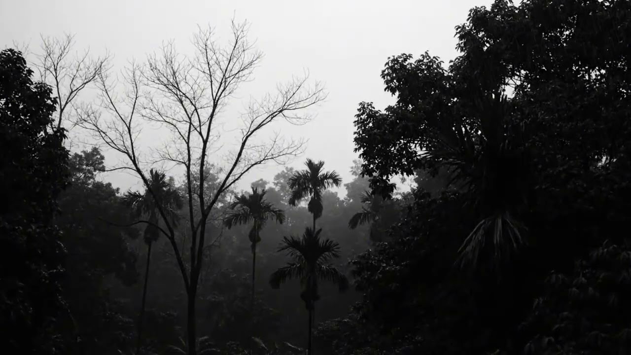 Deep Sleep Rainstorm with Thunder and Lightning in the Quiet Dark Woods