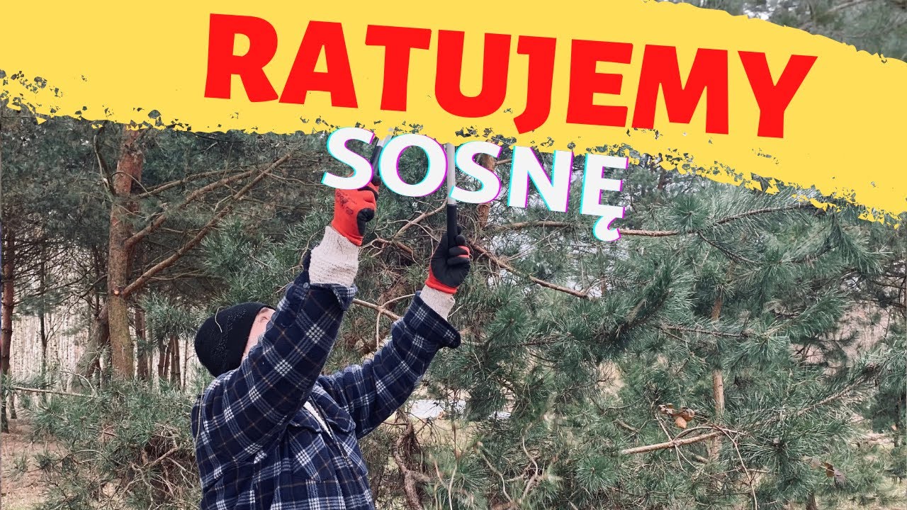Ratujemy piękną sosnę!
