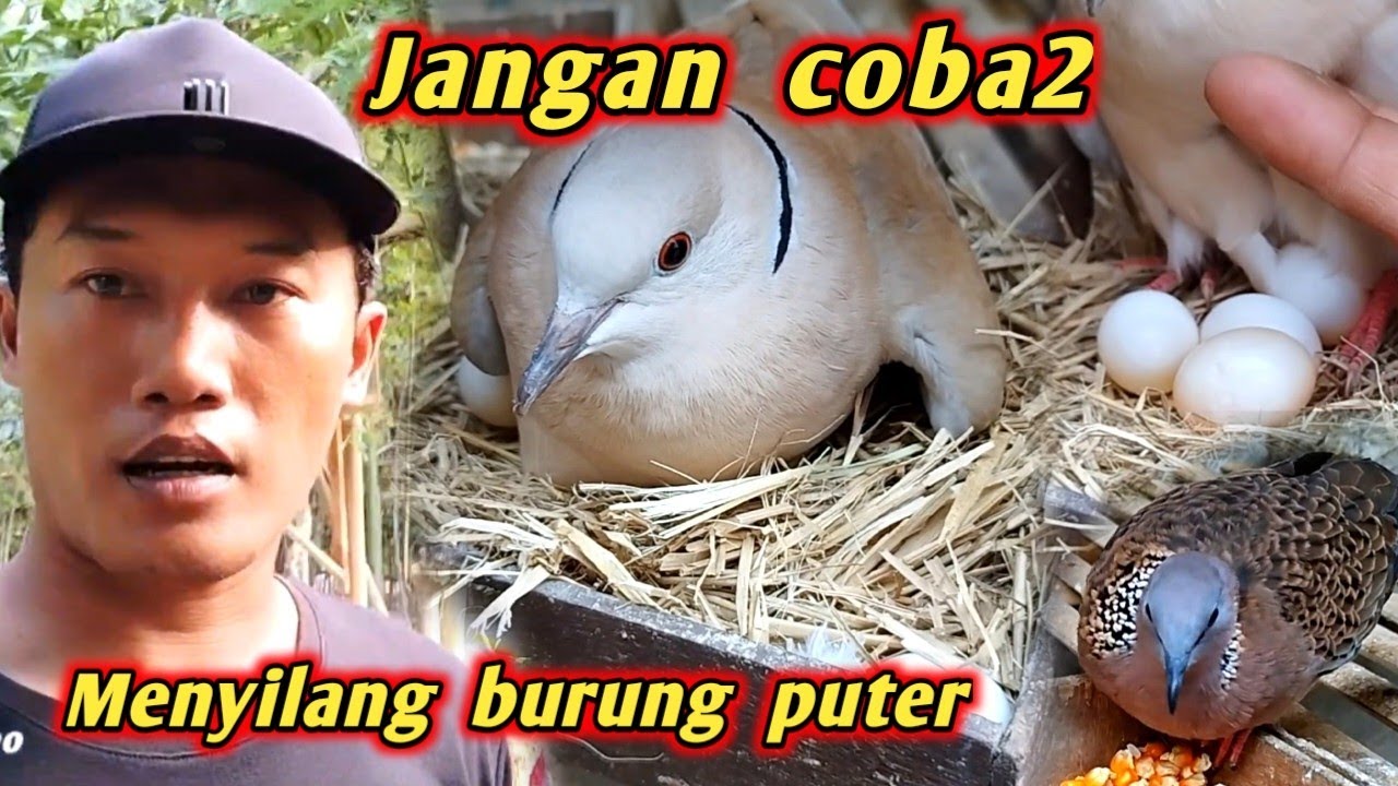 Kegagalan buat persilangan burung puter dan derkuku