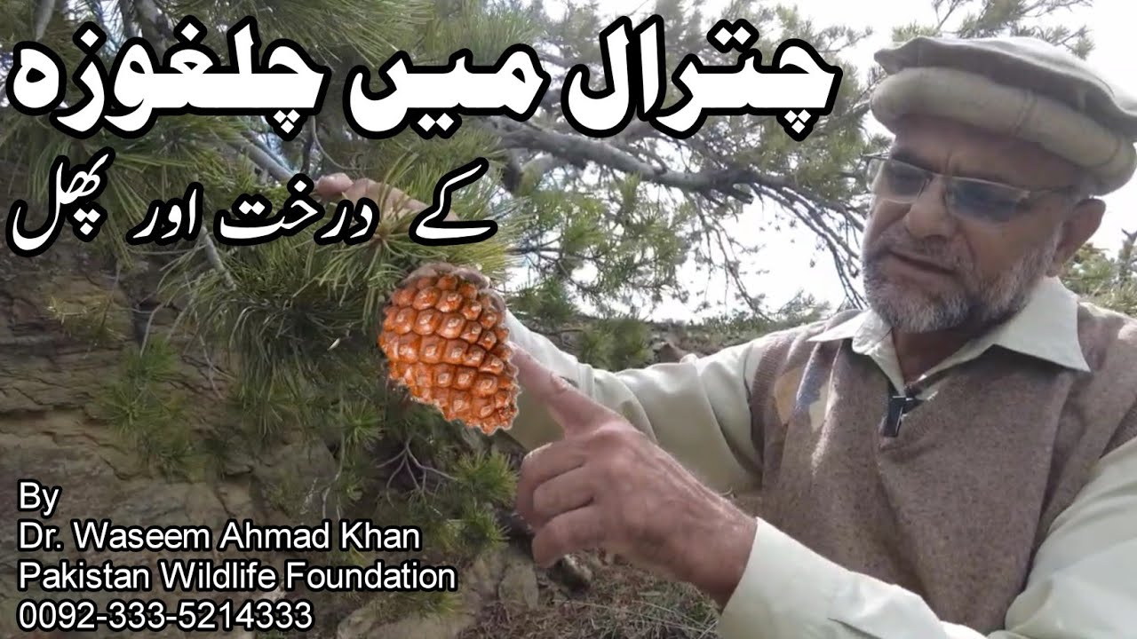 An Introduction to Pine Nut And Its Tree | Chalghozay K Phal Or Darakht Ka Taruf | Chalghoza Tree