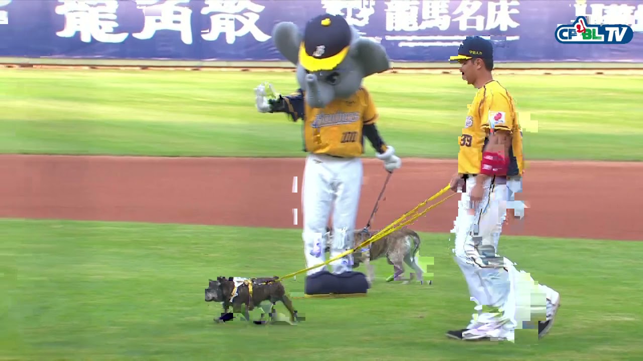 04/10 統一 VS 中信 賽前，中信兄弟球員介紹，並帶著可愛的毛小孩的一同出場