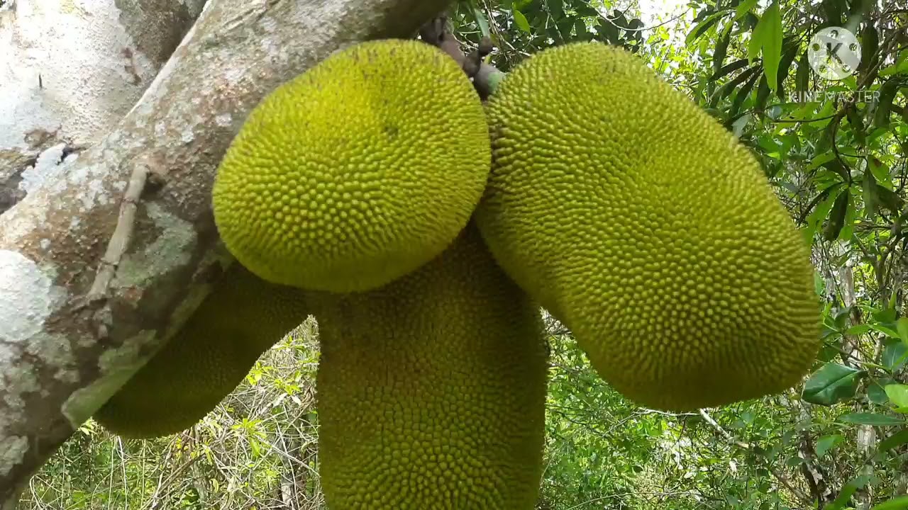 How to know if the jackfruit is mature/ready for harvest.