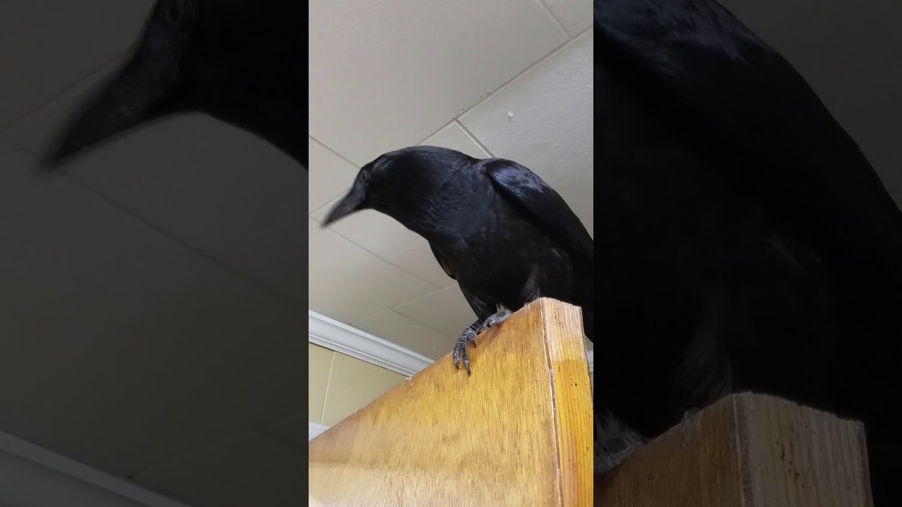 Crow talking