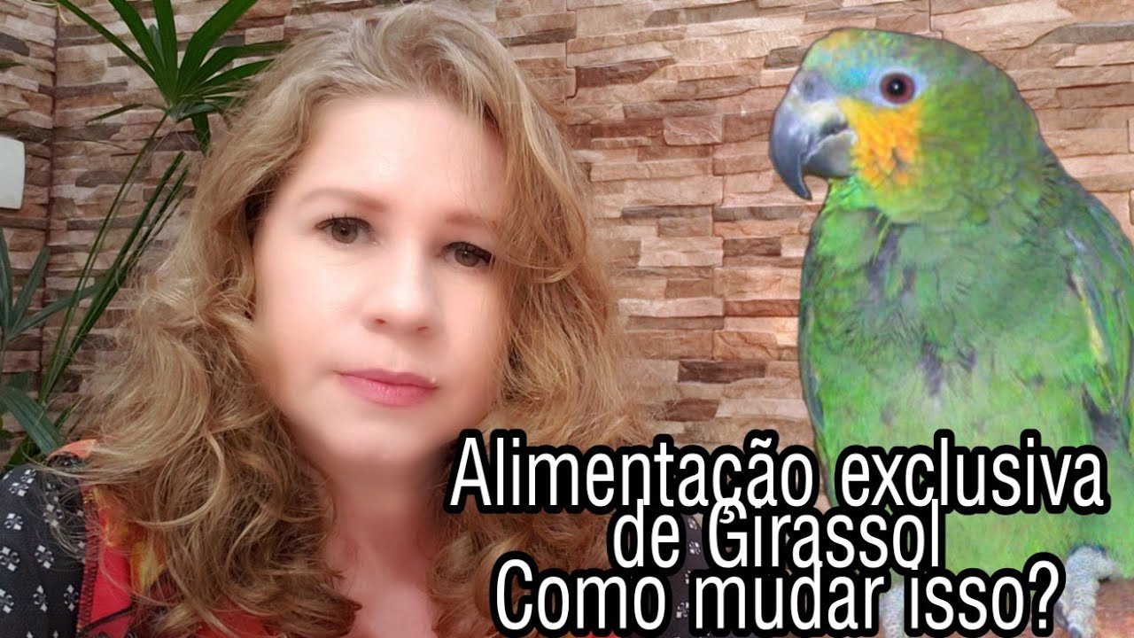 Papagaio Alimentado Com Girassol