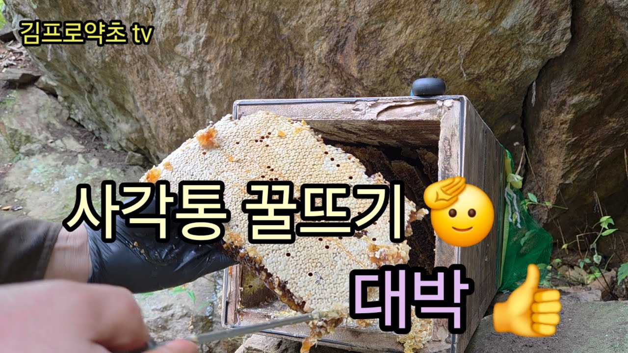 토종벌 계상 해준 사각통 꿀뜨기 대박 👍 