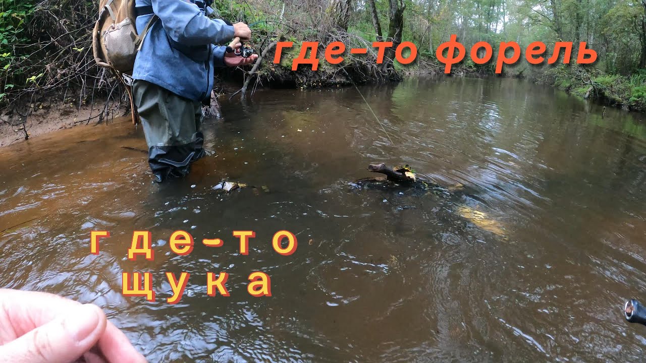 где то форель где то щука