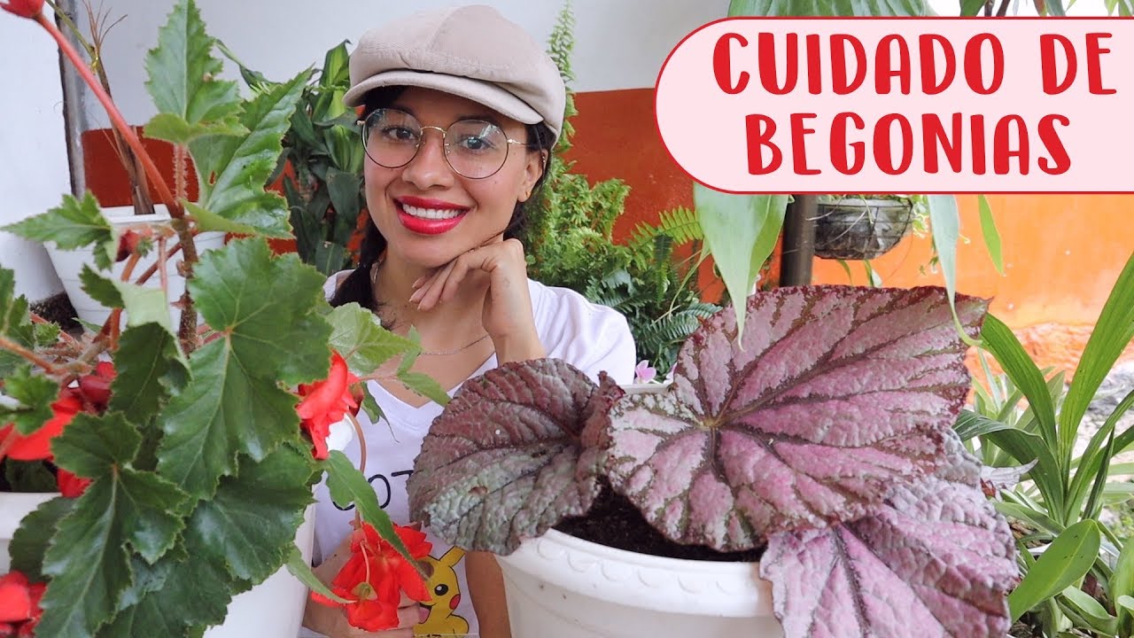 Cómo cuidar Begonias│Candy Bu