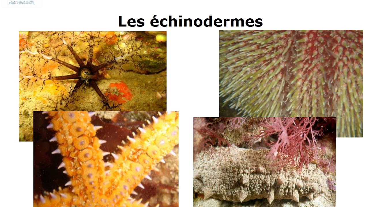 Plongeur N4 - Cours #5 - Protection de l'environnement