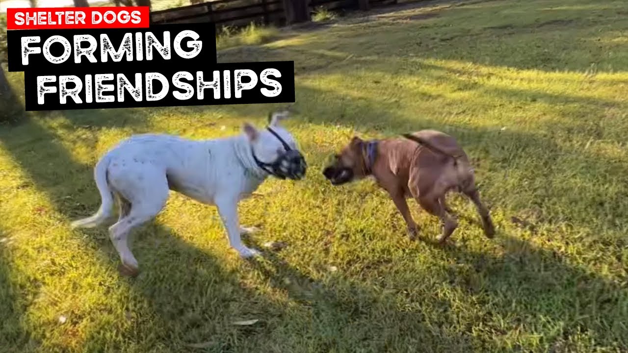 Shelter Dogs Forming Friendships and we Reach the end of the Two Week Training Period