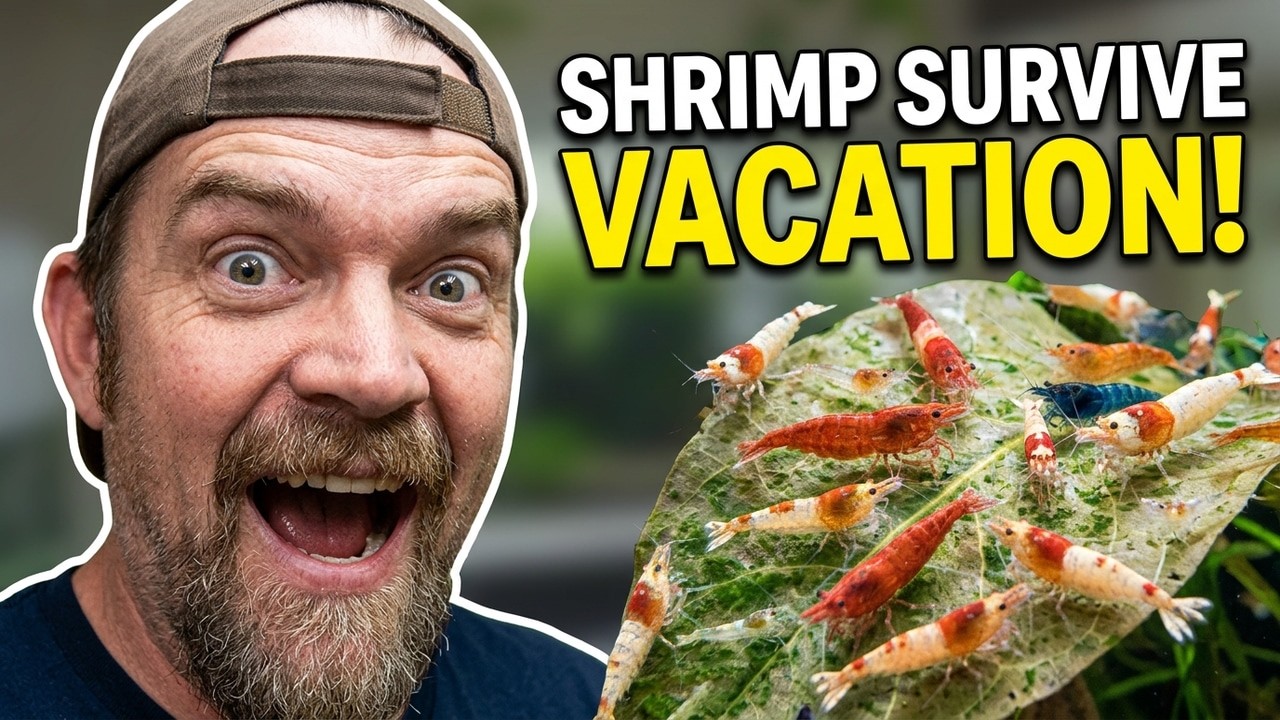 How To Feed Shrimp While On Vacation – Keep Them Healthy