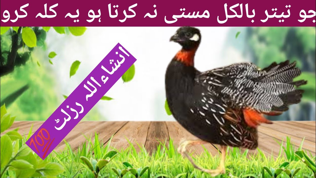 کالا تیتر کو مستی میں لانے کا نیا اور انوکھا طریقہ