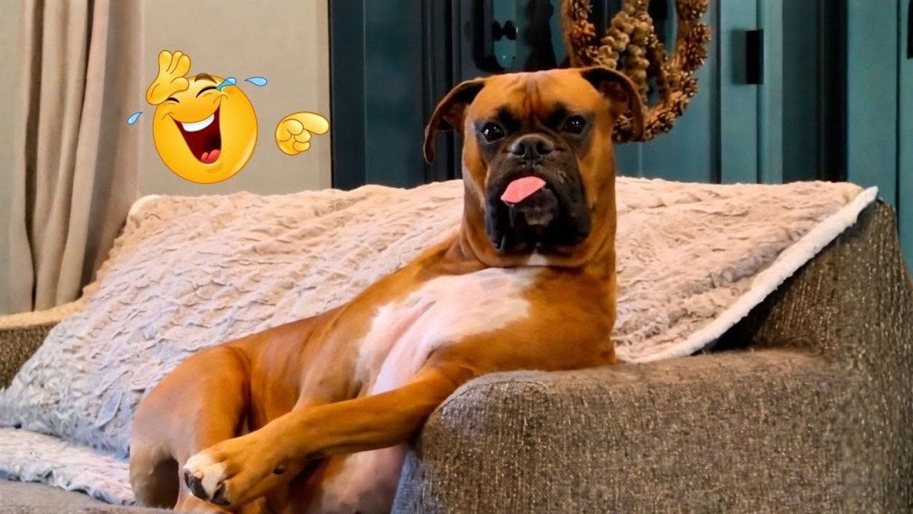 Hilarious Dog Moments That Turned Normal Days Into Chaos 🐶😂
