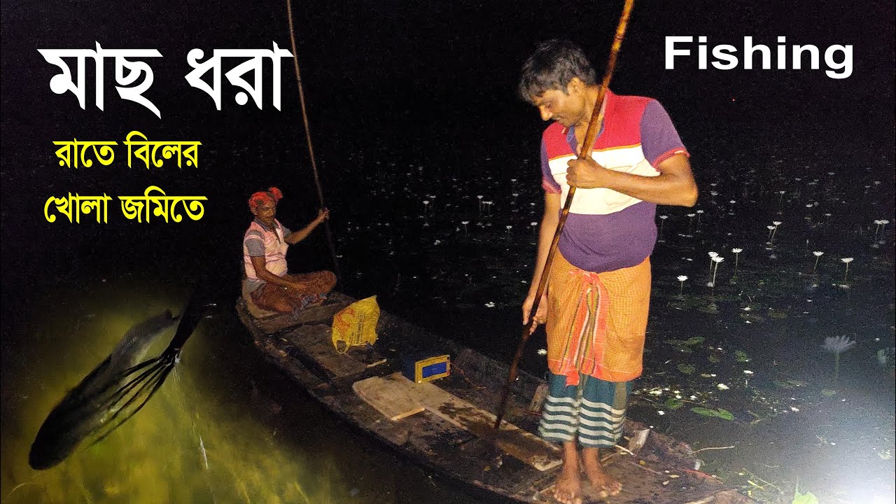রাতে গ্রামের শাপলা বিলে মাছধরা | Village Fishing | Traditional Fisherman | Teta Fishing video |