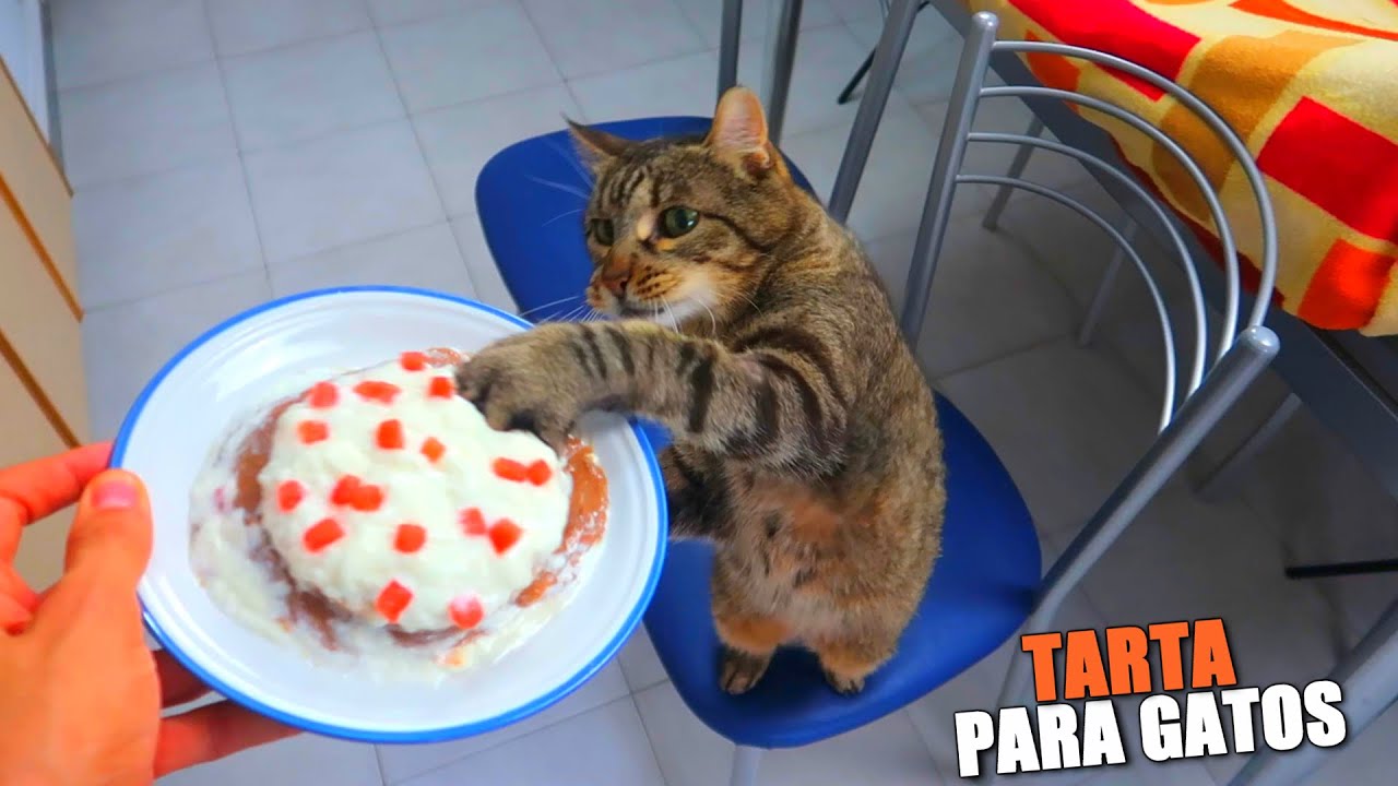 TARTA PARA GATOS