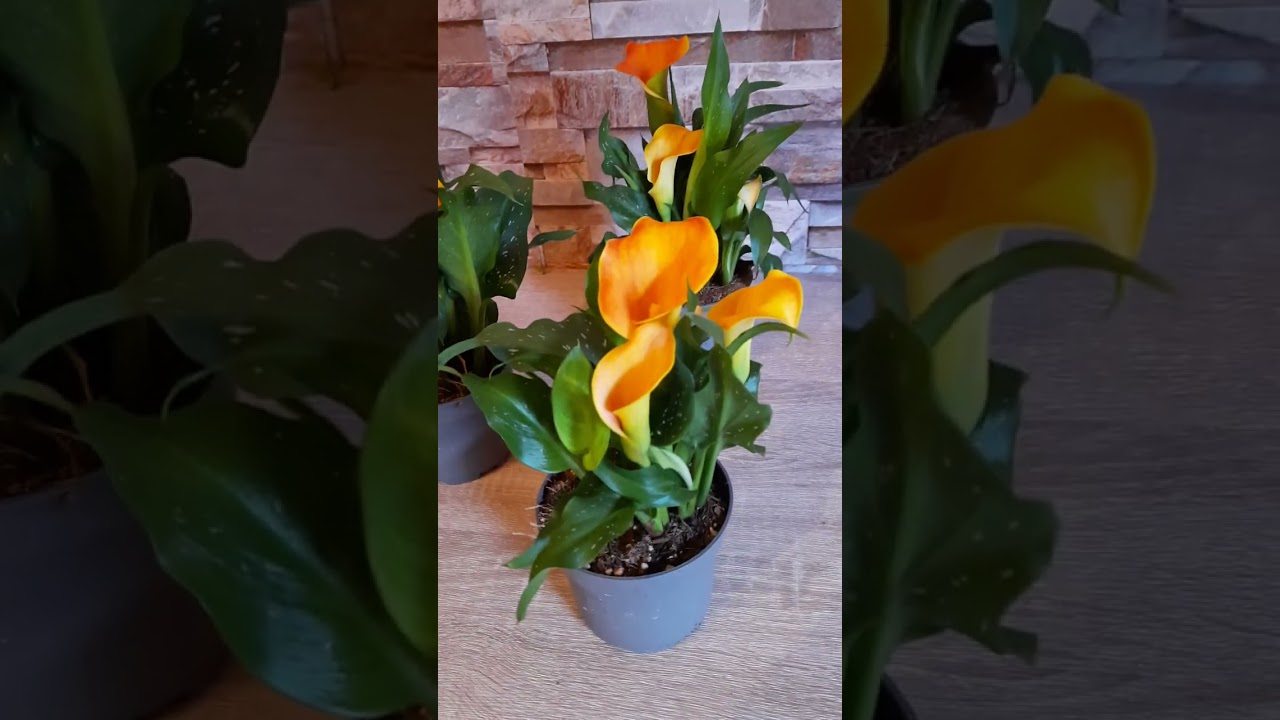 Holland cserepes Kála gondozási útmutatója 🧡 