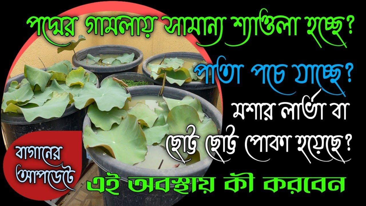 পদ্মের পাত্রের শ্যাওলা, পাতা পচা ও পোকার হাত থেকে রক্ষা করার সহজ উপায়