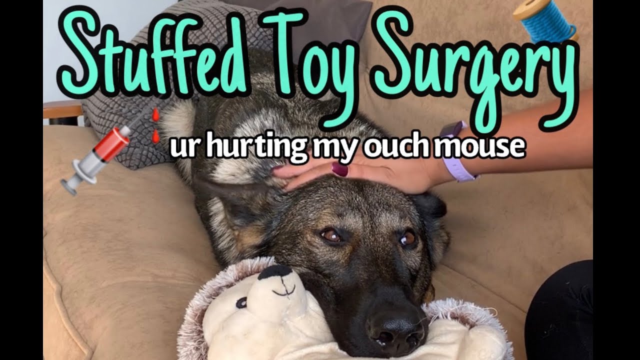 Doggo Oversees Lifesaving Operation On Favourite Toy