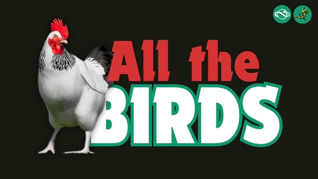 Every Bird in Planet Zoo 🦩