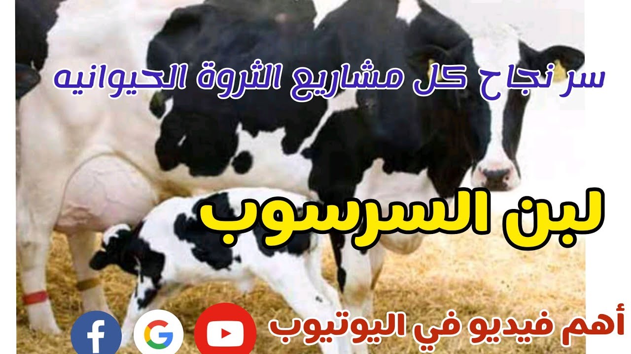 لبن السرسوب. سر نجاح أي مشروع ثروة حيوانيّة. مهم جدا جدا جدا @منارةالريفالمصري