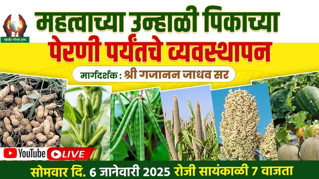 महत्वाच्या उन्हाळी पिकाच्या पेरणी पर्यंतचे व्यवस्थापन