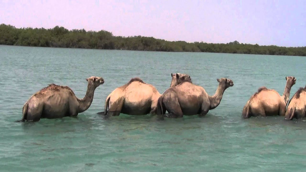geela raascasayr oo si qurux badan u dabalanaya badwaeynta magalada caluula
