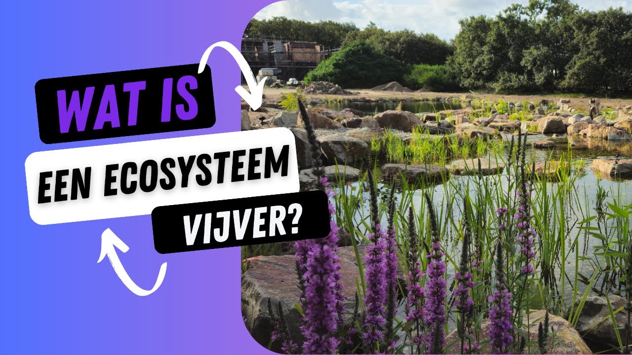 Wat is een ecosysteem vijver?