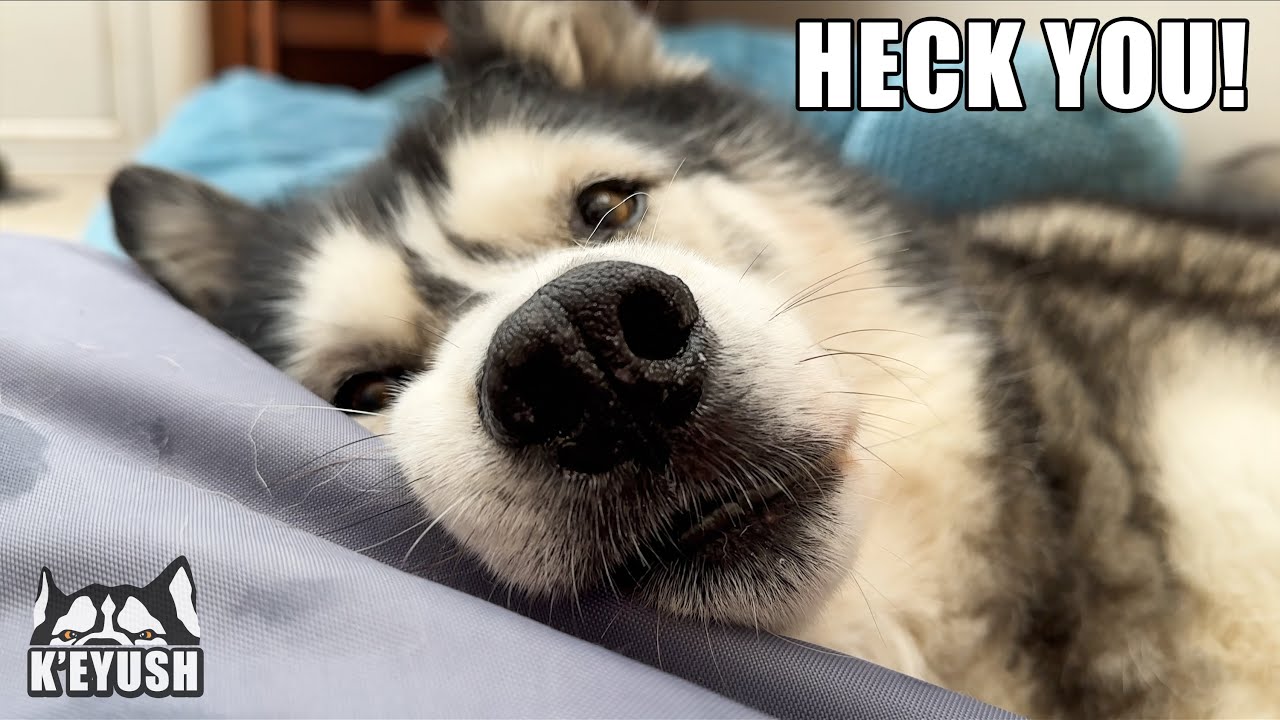 Grumpy Husky Has CUTEST Temper Tantrum in Beanbag Bed!