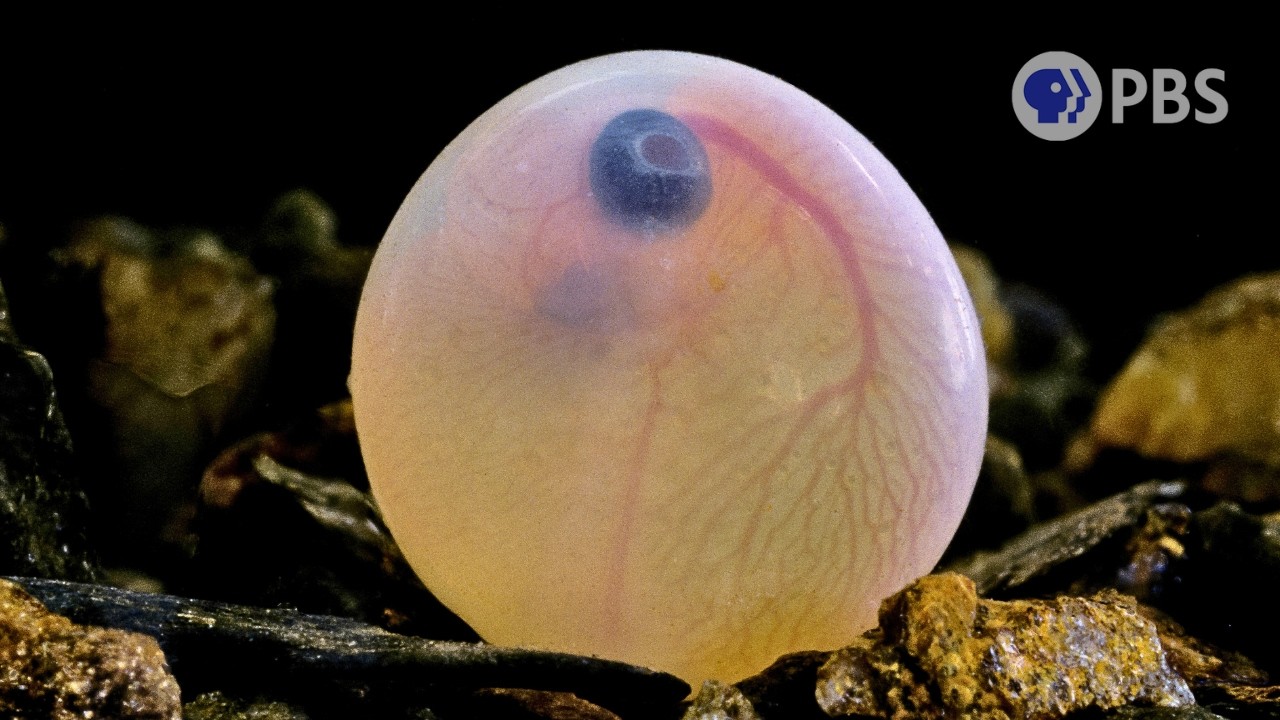 Why Mammals Gave Up On Laying Eggs