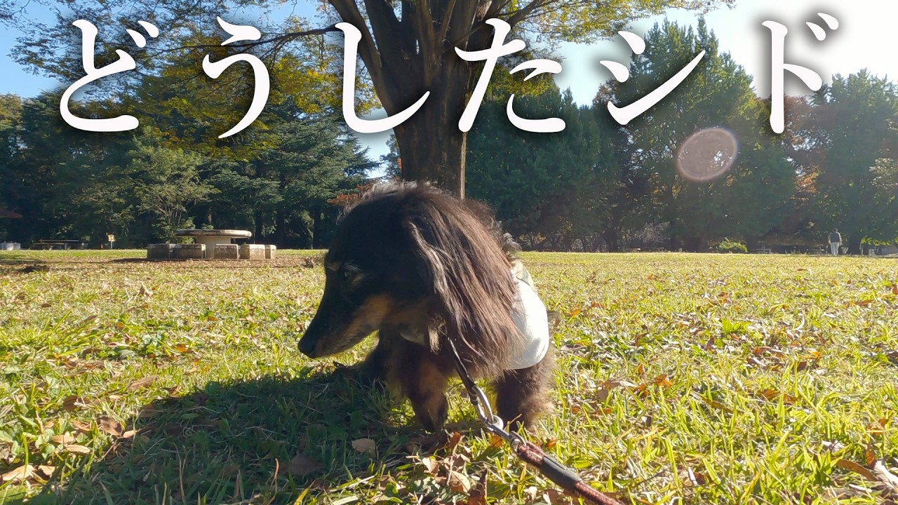 仲良しダックス兄弟の思い出　シドが元気無いです　体調不良？