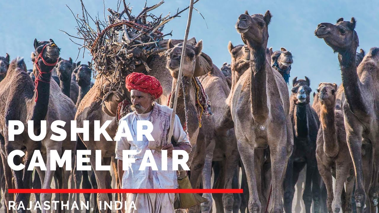 Camel Fair India