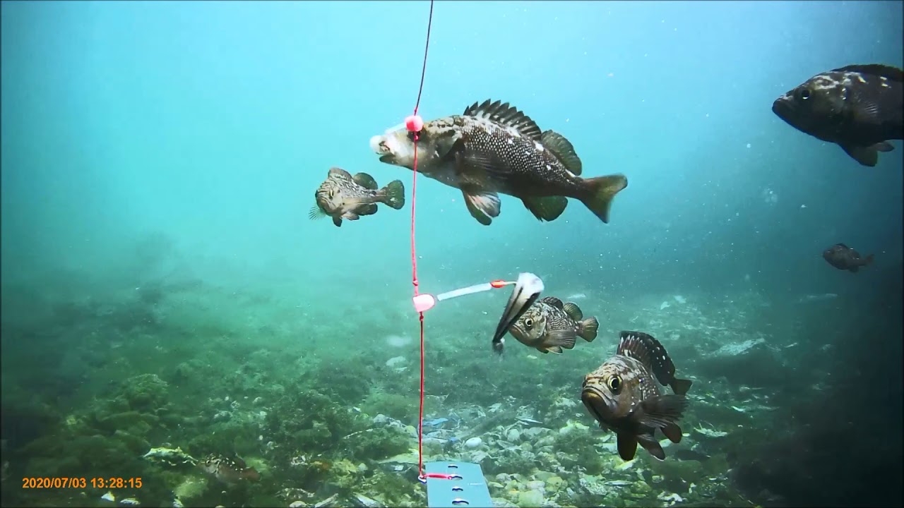 堤防からの水中撮影　キビナゴで釣りをしてみた　20200703