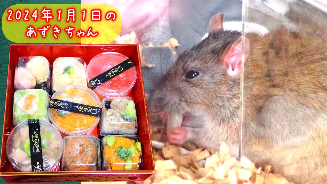 おせちを召し上がらないあずきちゃん🐀