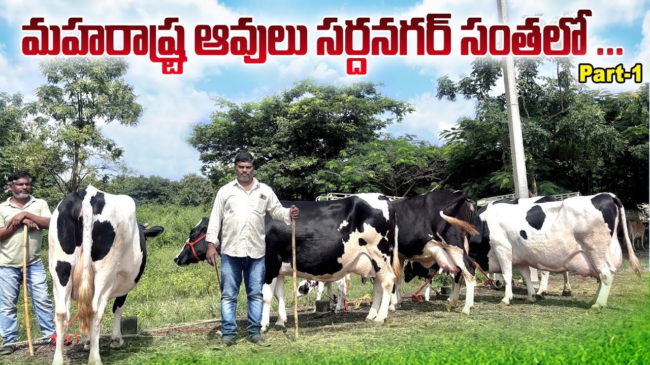 మహారాష్ట్ర ఆవులు సర్దానగర్ సంతలో || Maharashtra Hf Cows In Sardarnagar Market 