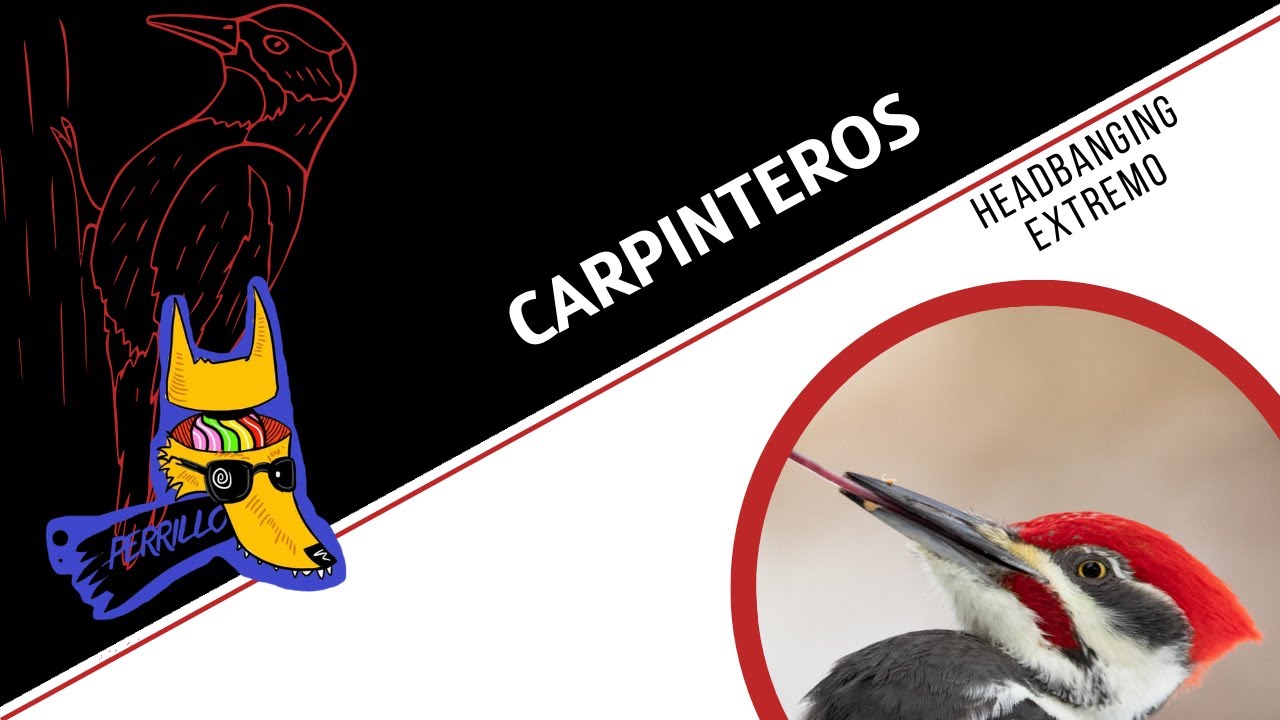Carpinteros: Johnny Knoxville con plumas| Ep 112| CULTURA COLMILLUDA