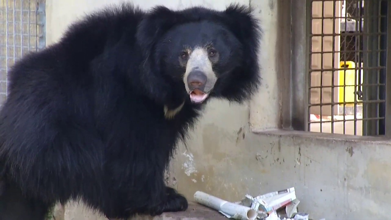 Zoocademy - Sloth Bears - Zoo Miami