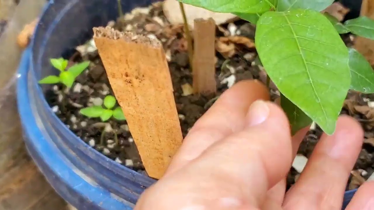 MGA BUTO NG PRUTAS GALING IBANG BANSA SINUBUKAN KONG ITANIM