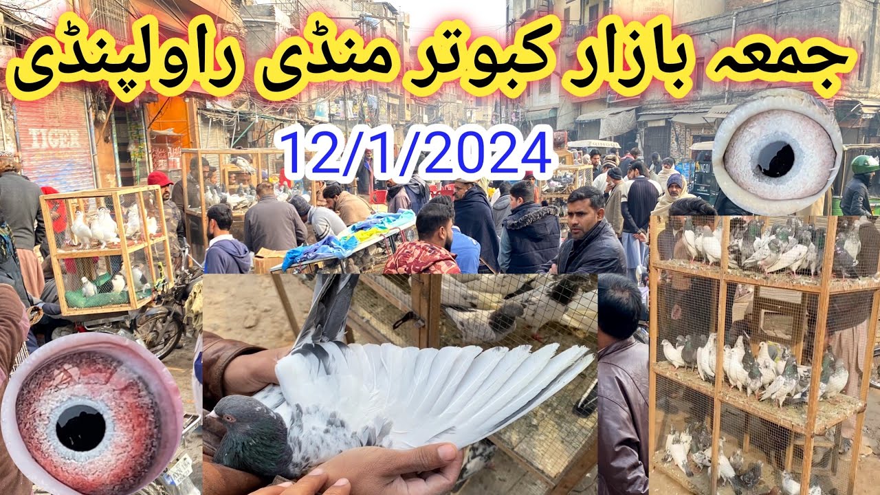 Juma Bazar Kabootar Mandi Rawalpindi | Latest Update 12/1/2024 | High Flyer Pigeon Market Price !