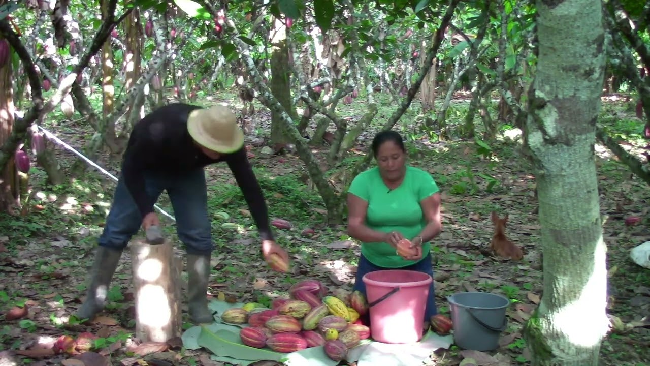 SEPA 4. Cosecha y beneficio.  Experiencia Necoclí