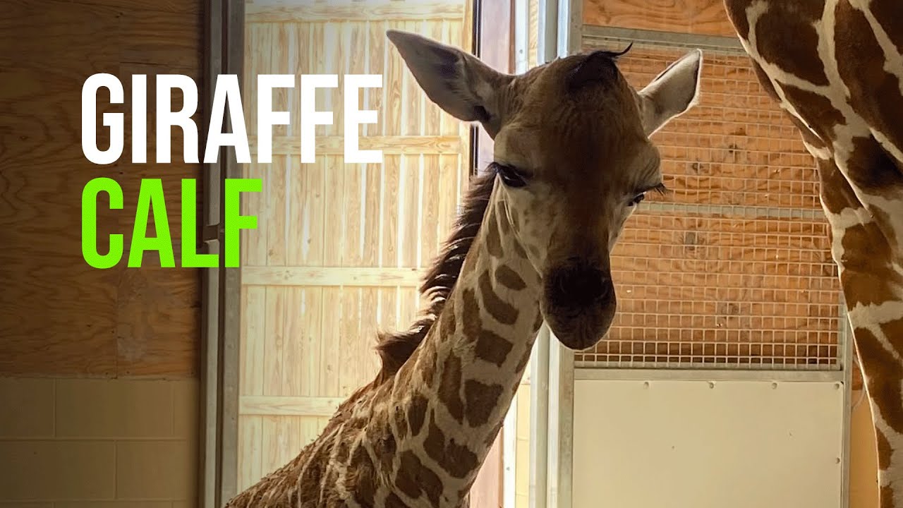 Baby Giraffe Born on June 24, 2022