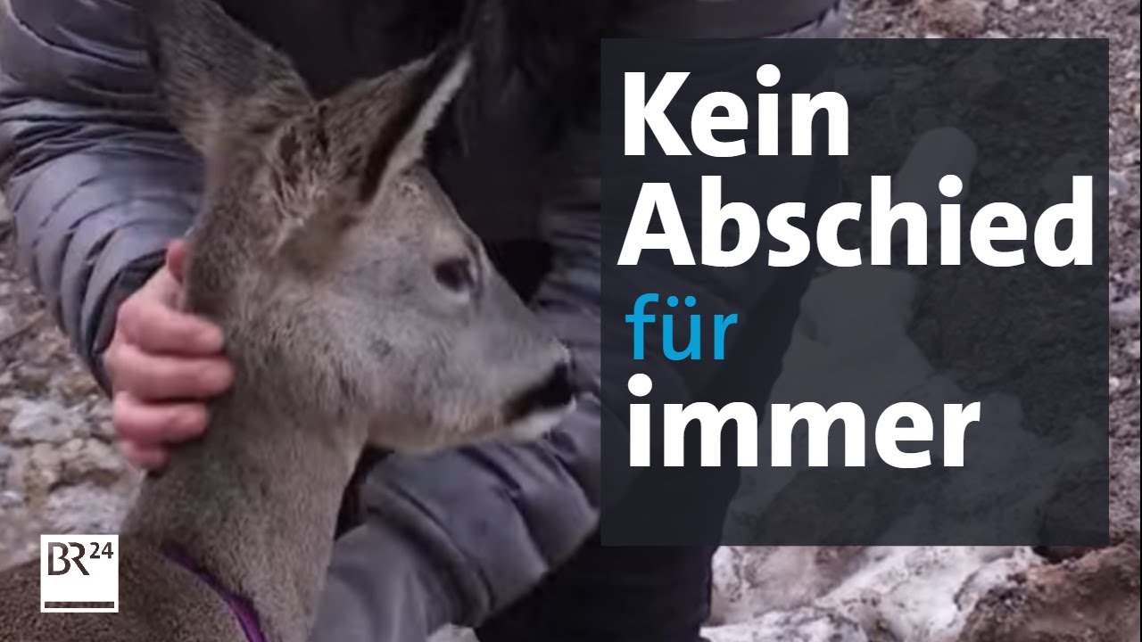 Rehkitz Fini kommt immer wieder zu ihrer Pflege-Familie | Abendschau | BR24