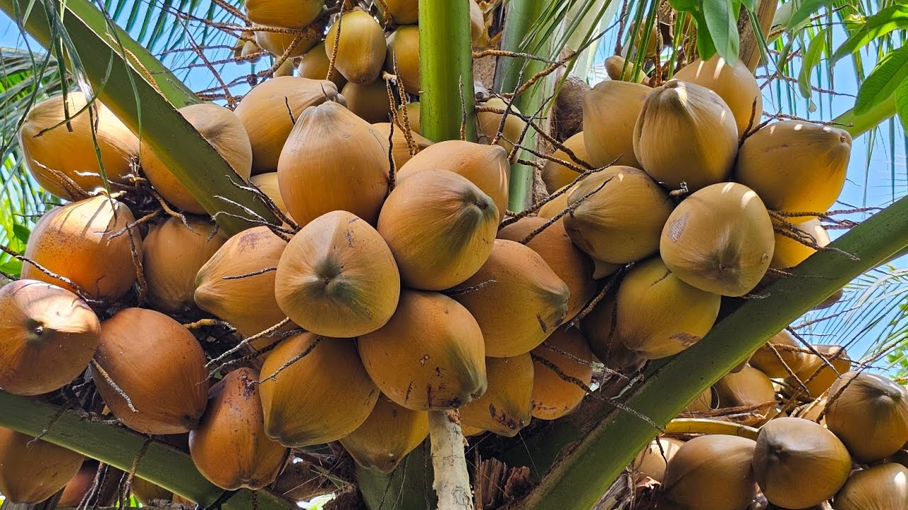 Giống dừa đỏ mã lai trái sai nước ngọt 