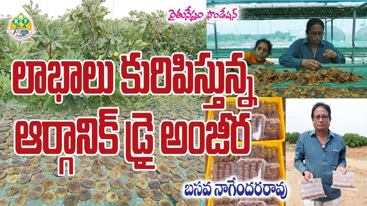 Processing of Organic Dry Anjeer| Basava Nagenderrao| cell:9640927997