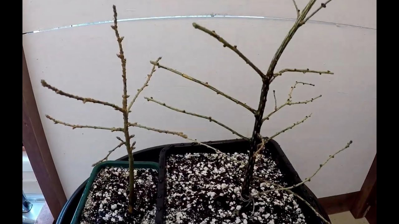 Japanese Larch and European Larch begining bonsai training