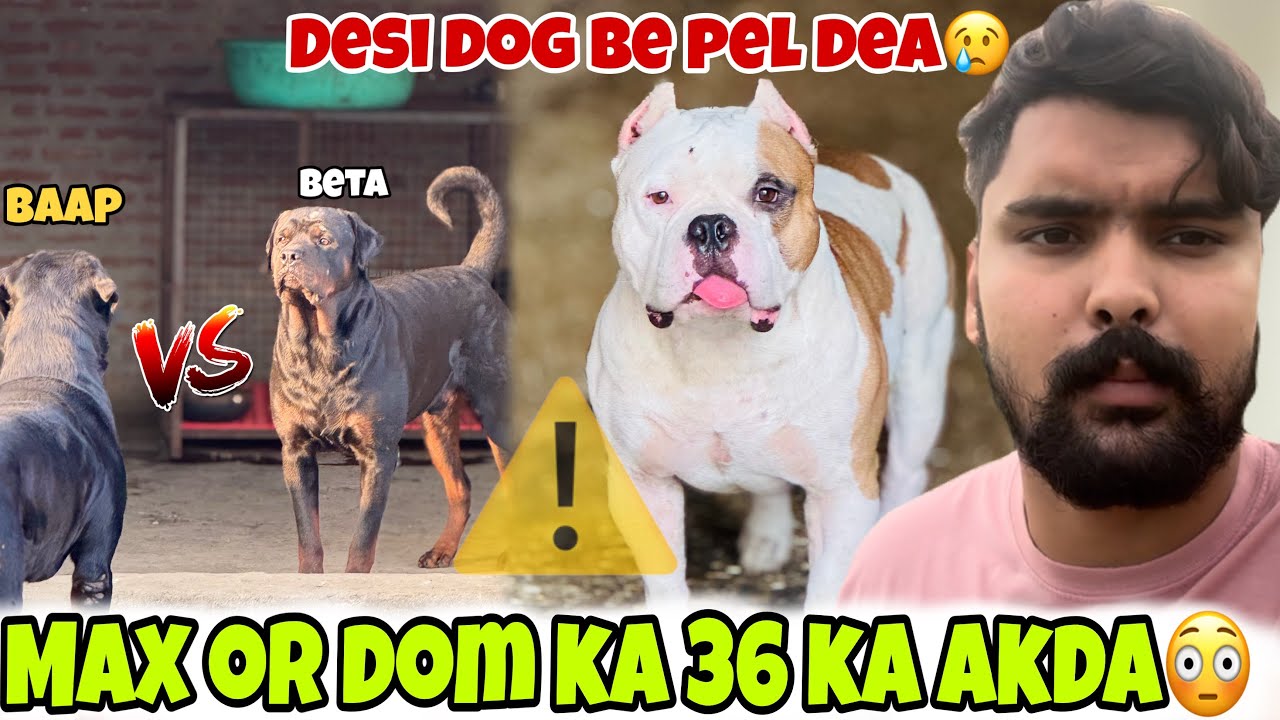 Sikandar ko gully dog ne pel dea😢Max or dom ki dushmani 😡full vlog