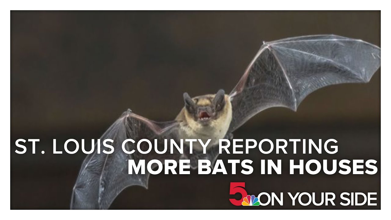 St. Louis County is reporting more bats in houses