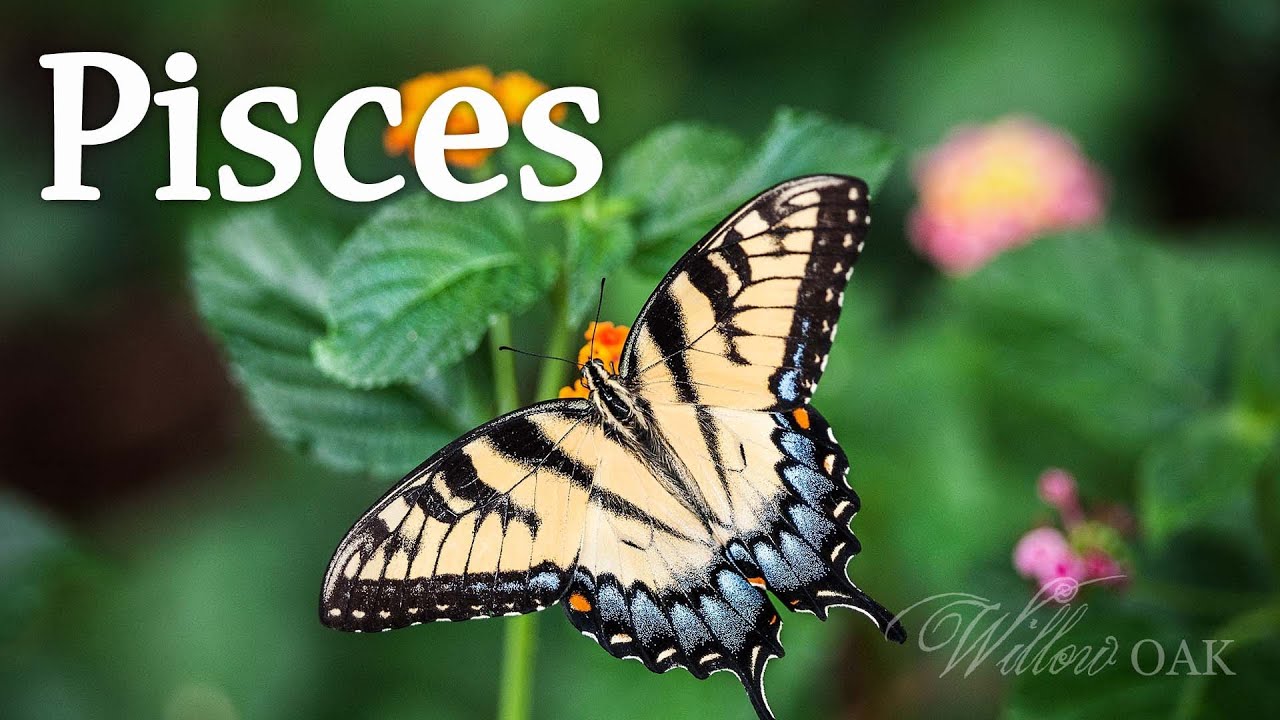Pisces - Hard Choices, A Fresh New Start Or Staying With The Tried And True