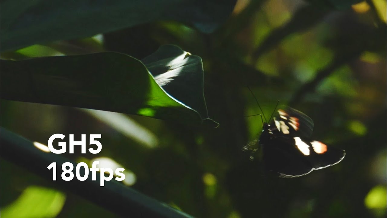 GH5 180fps -butterflies in slow motion