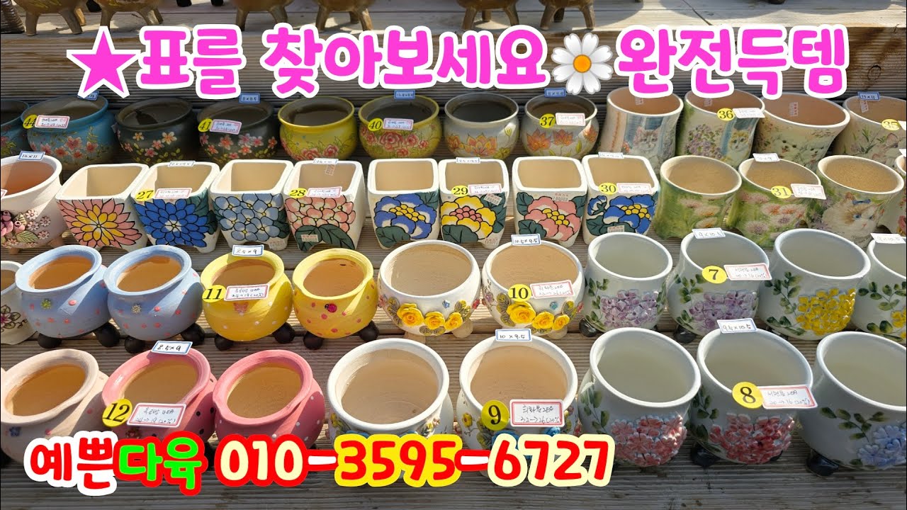 250210📍#예쁜다육 휘경분 서현분 희화분 옥화분 산토방분 민지분 다인분 본토분 언화분 토다원분 길분 읍내분